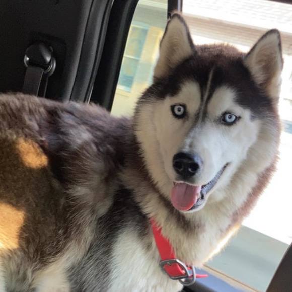 Meet your Posher, Jack - Picture 1 of 1